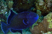 Pseudobalistes fuscus Baliste bleu strie-Safaga Middle reef-14m-20171124-Denis-ADER-DSC_3844_tn